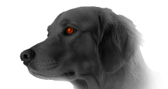 セキュリティ設定診断